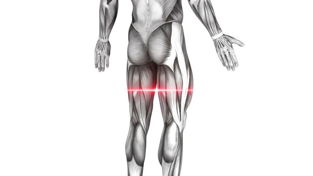 Achilles Tendon - Anatomy Muscle
