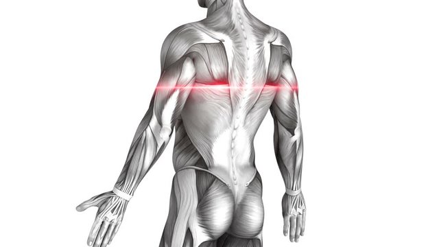 Adductor Magnus Longus Brevis Muscles - Anatomy