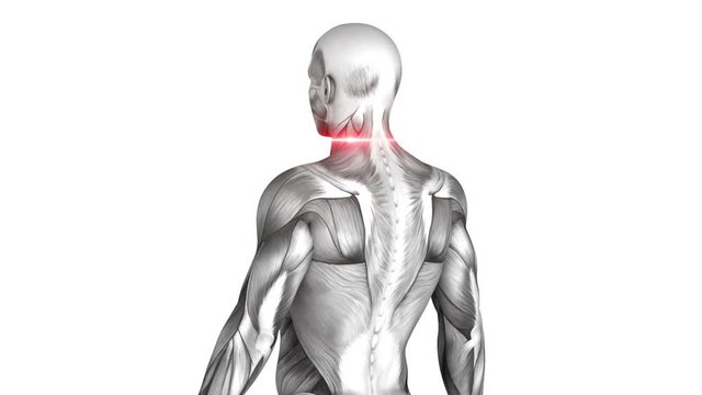 Deltoid Anterior - Anatomy Muscles 