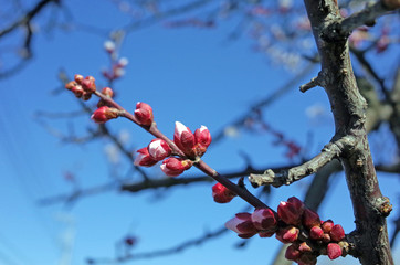 梅の花のつぼみ