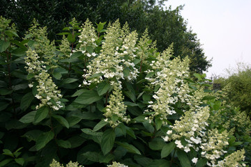 Hydrangea paniculata Kyushu Blüten 