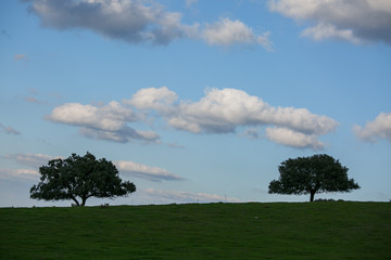 Meadow with oak and blue sky with clouds