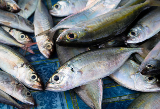 Bunch of sea fishes on wooden table. Fresh sea fish for sell. Small mackerel pile top view photo.