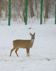 Obraz premium Deer in Snowy Field, at zoo