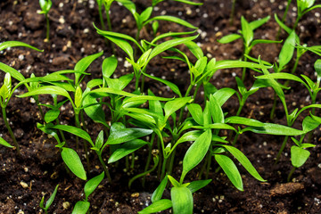 Fresh green sprouts.