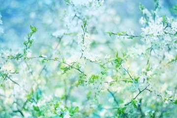 Blossoming  apple  tree  bokeh   background.
