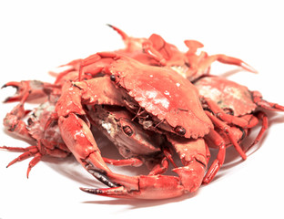Steamed crabs bunch isolated. Fresh sea crabs boiled in hot water.