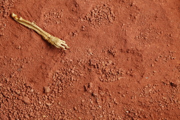 The rat arm bone put on the lateritic soil represent anatomy and skeleton concept related idea.