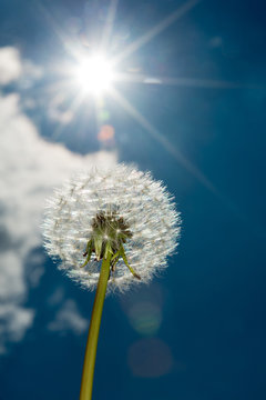 Pusteblume