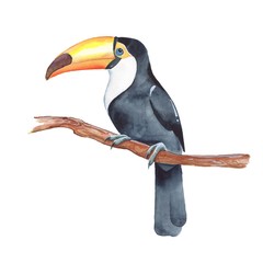 Toucan on branch. Watercolor illustration © Gribanessa