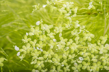 lemna minor - green duckweed, water plant