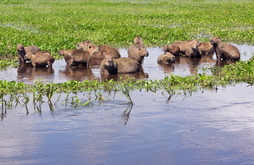 Numerous family of the capybara in the El Cedral - Los Llanos, Venezuela, South America