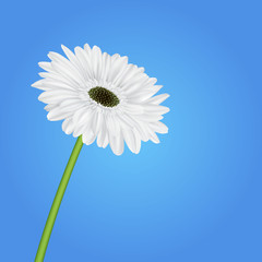 spring blue background with gerbera flower