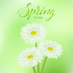 spring green abstract background with chamomile