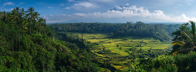 Fototapeta na wymiar balinese landscape with rice terraces