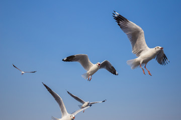 seagull flying with sky at Bangpu, Thailand