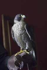 peregrine falcon
