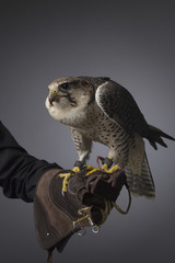 peregrine falcon
