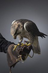 peregrine falcon
