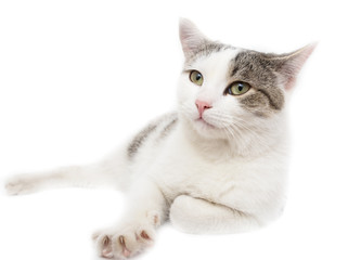 Cat on a white background