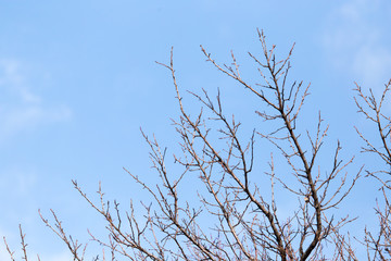 leafless tree branches against the blue sky