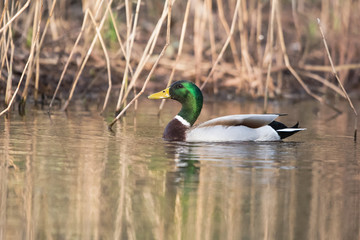 Mallard, Duck, Anas platyrhynchos