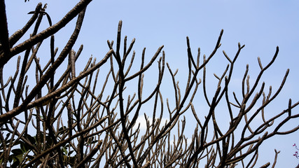 Tree Twigs