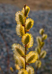 Spring. March. Blooms fluffy Sunny willow.