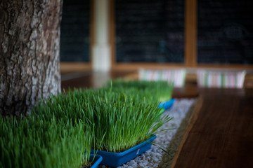 The wheat grass in plastic pot on the white stones, on a cafe interior backgraund