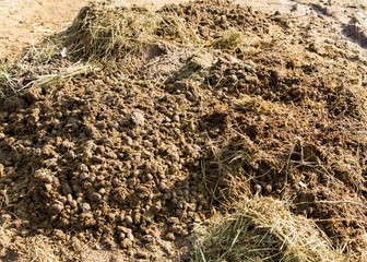 horse droppings in nature
