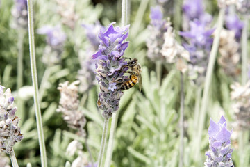 Honey bee on lavender pollinating flowers