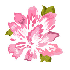 Pink peony on white background, vector. Illustration of a flower