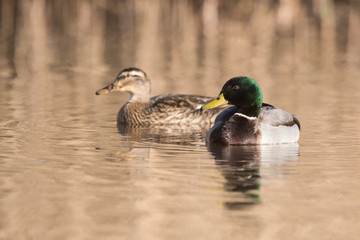 Mallard, Duck, Anas platyrhynchos