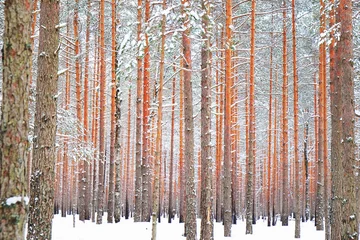 Fotobehang  trunks of pine trees in a snowy forest © sergeevspb