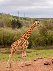 Dalton-in Furness, Cumbria, UK. 19th April 2015. Baby Giraffe enjoying a walk around the South lakes safari park, Dalton-in-furness, Cumbria, UK