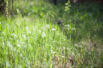 little cute flowers and a wild green grass