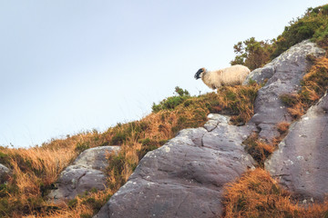 Wildes Schaaf in Irland