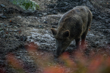 Wildschwein im Schlamm