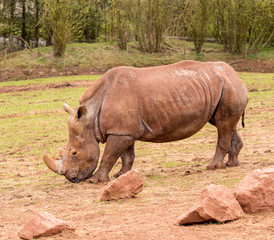 Dalton-in Furness, Cumbria, UK. 19th April 2015. Rhinoceros in grounds at South lakes safari park, Dalton-in-furness, Cumbria, UK