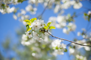 Spring cherry tree blossoming with white flowers