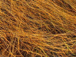 The Hay Lying on The Ground