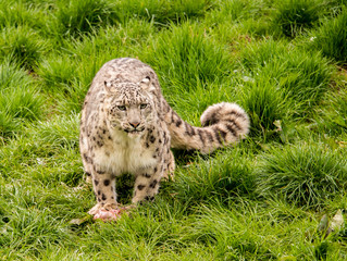 Dalton-in Furness, Cumbria, UK. 19th April 2015. Snow Leopard enjoying raw meat at feeding time at South lakes safari park, Dalton-in-furness, Cumbria, UK