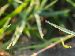 Dew Drops on a Grass leaf