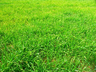 砂塵防止に麦の茂る休耕地