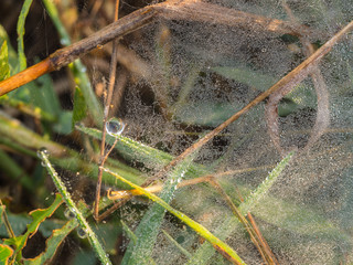 Thousands of Dew drops on a Spider Web