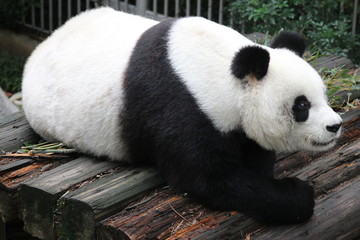 Female panda in Fuzhou Panda World, Fuzhou, China, Her name is Lei Lei.