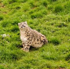 Dalton-in Furness, Cumbria, UK. 19th April 2015. Snow Leopard enjoying raw meat at feeding time at South lakes safari park, Dalton-in-furness, Cumbria, UK