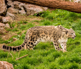 Dalton-in Furness, Cumbria, UK. 19th April 2015. Snow Leopard enjoying raw meat at feeding time at South lakes safari park, Dalton-in-furness, Cumbria, UK