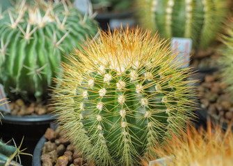 Succulent cactus closeup, Close up and selective focus