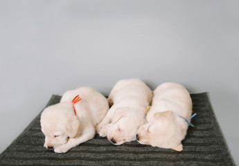 cute cuddly puppies in a bow ties fell asleep in the photo studio